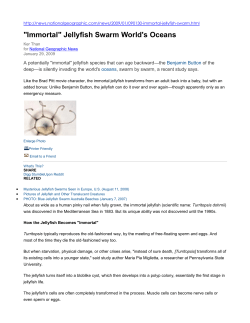 "Immortal" Jellyfish Swarm World`s Oceans