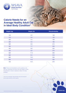 Calorie Needs for an Average Healthy Adult Cat in Ideal