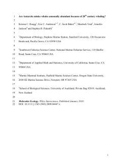 Minke whales in the Southern Ocean &ndash; overpopulation or status quo