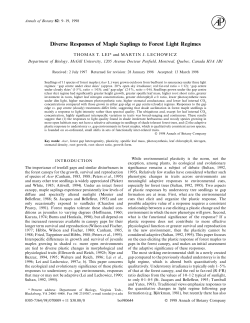 Diverse Responses of Maple Saplings to Forest Light Regimes