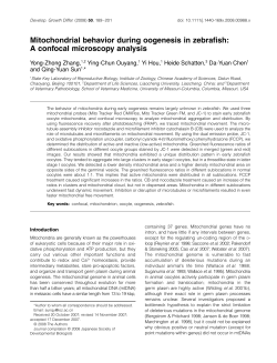 Mitochondrial behavior during oogenesis in zebrafish: A confocal