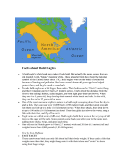 Facts about Bald Eagles: