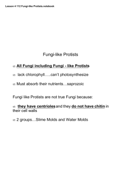 Lesson 4 112 Fungi-like Protists.notebook