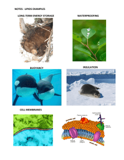 notes: lipids examples long-term energy storage