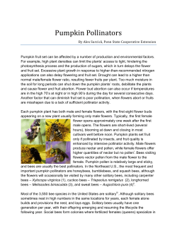Pumpkin Pollinators - Penn State Extension