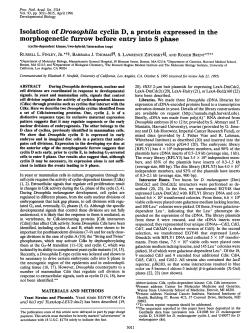 morphogenetic furrow before entry into S phase