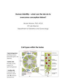 Cell types within the testes