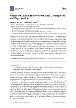 Notochord Cells in Intervertebral Disc Development and Degeneration