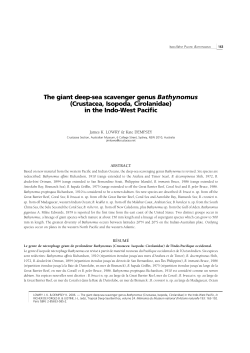 The giant deep-sea scavenger genus Bathynomus (Crustacea