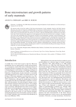 Bone microstructure and growth patterns of early mammals