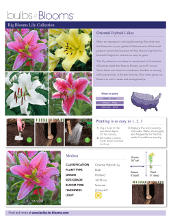 Oriental Hybrid Lilies Big Blooms Lily Collection Planting is as easy