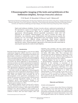 jor 377 Brook - Semantic Scholar