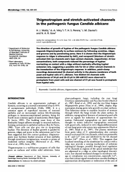 Thigmotropism and stretch-activated channels in the