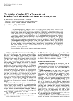 The cysteines of catalase HPII of Escherichia coli