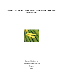 baby corn production, processing and marketing in thailand