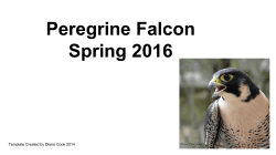 Peregrine Falcon Spring 2016