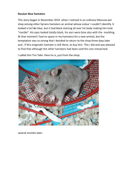 Russian blue hamsters This story began in November 2010 when I