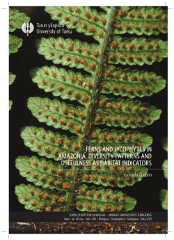 ferns and lycophytes in amazonia