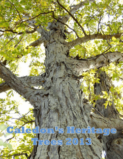 Caledon`s Heritage Trees 2013