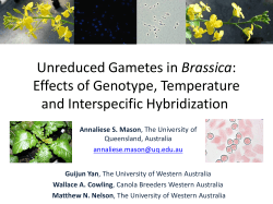 Unreduced Gametes in Brassica: Effects of Genotype, Temperature