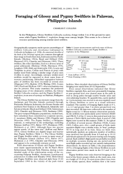 Foraging of Glossy and Pygmy Swiftlets in