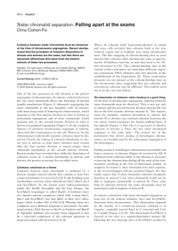 Sister chromatid separation: Falling apart at the