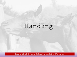horse handling slides