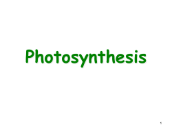 Photosynthesis PowerPoint - Glasgow Independent Schools