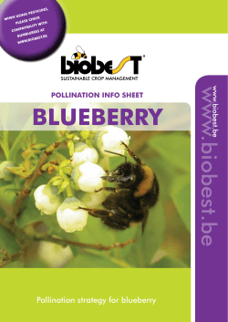 BLUEBERRY