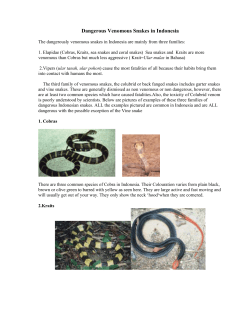 Dangerous Venomous Snakes in Indonesia
