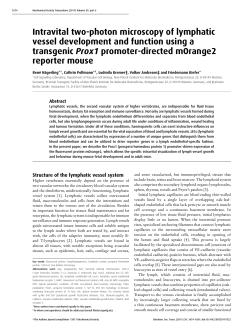 Intravital two-photon microscopy of lymphatic vessel development