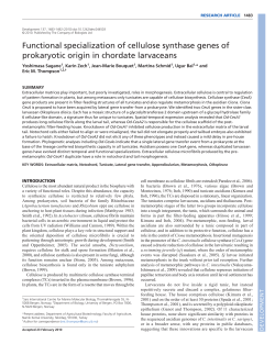 Functional specialization of cellulose synthase