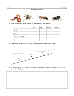 Cladogram Worksheet