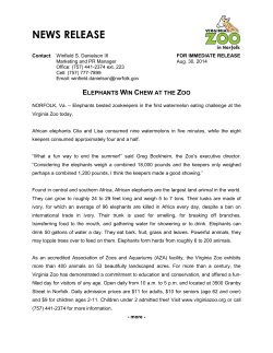 Elephants Win Chew at the Zoo