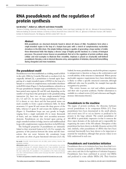 RNA pseudoknots and the regulation of protein synthesis
