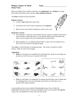 Birds: Chapter 42 Study Notes