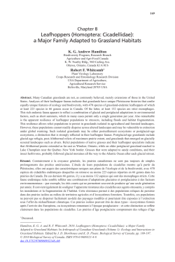 Leafhoppers (Homoptera: Cicadellidae): a