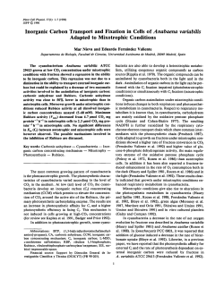Inorganic Carbon Transport and Fixation in Cells of Anabaena