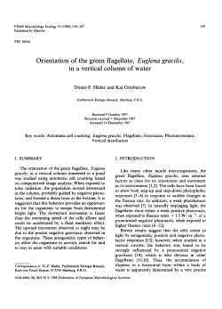 Orientation of the green flagellate, Euglena gracilis, in a vertical