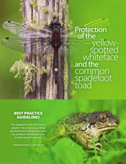 Leucorrhinia pectoralis