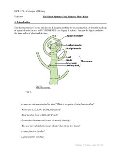 BIOL 221 &ndash; Concepts of Botany Topic 03: The Shoot