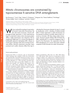 Mitotic chromosomes are constrained by topoisomerase II&ndash;sensitive