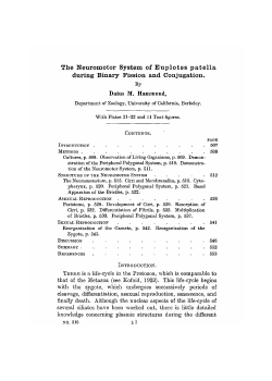 The Neuromotor System of Euplotes patella during Binary Fission