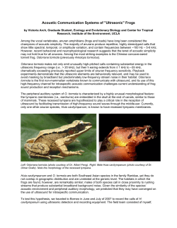 Among the vocal vertebrates, anuran amphibians (frogs and toads