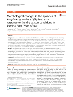 Morphological changes in the spiracles ofAnopheles gambiae s.l
