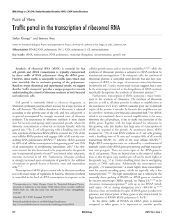 Traffic patrol in the transcription of ribosomal RNA