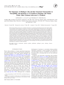 The Importance of Phellogen Cells and their