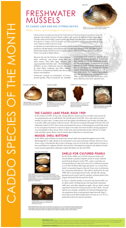 THE CADDO LAKE PEARL RUSH 1909 MUSSEL SHELL