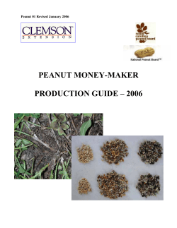 Peanut 01 (Rev
