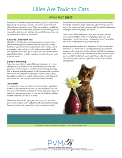 Lilies Are Toxic To Cats